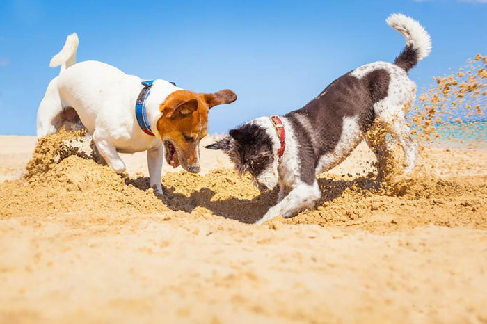 Jack russell couple of dogs digging a hole Wall Mural Wallpaper