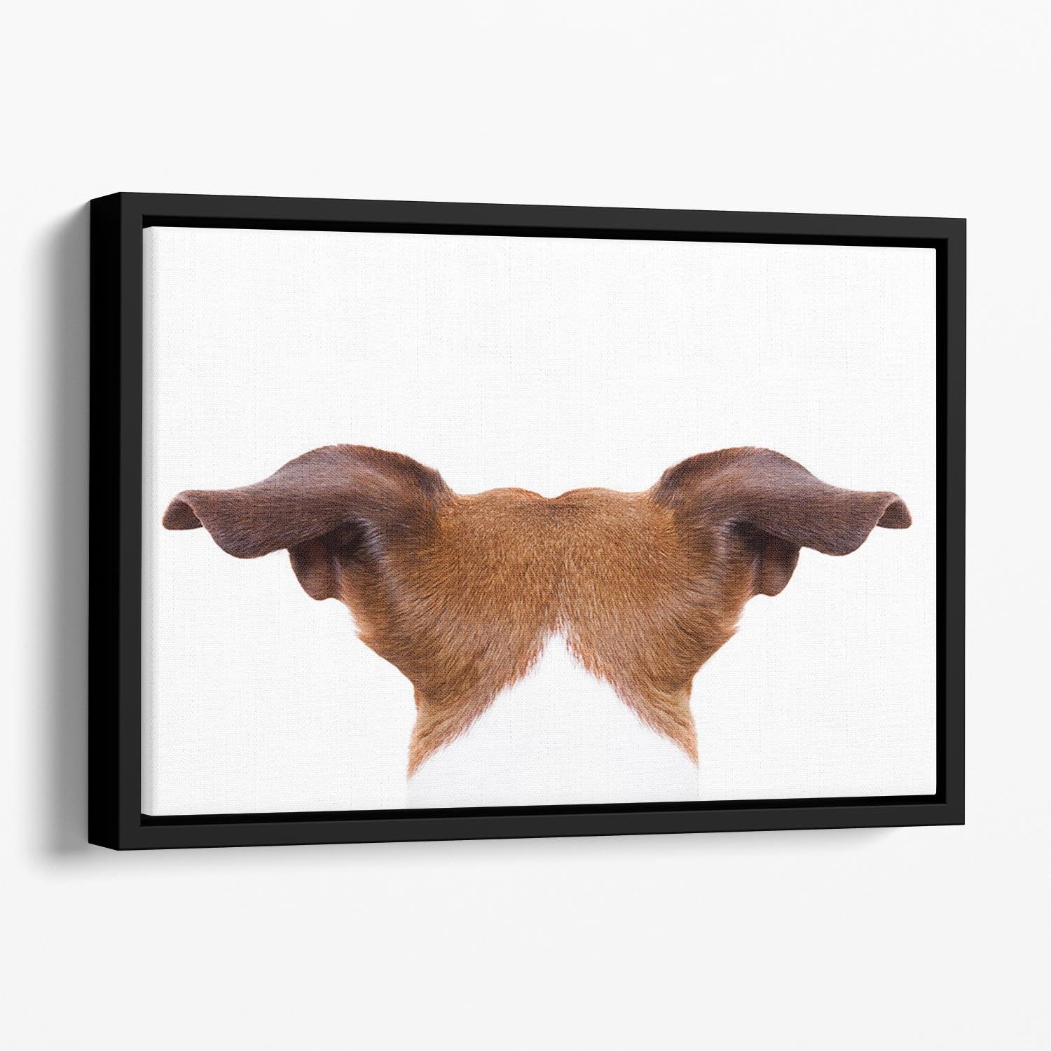 Jack russell dog looking and staring Floating Framed Canvas - Canvas Art Rocks - 1