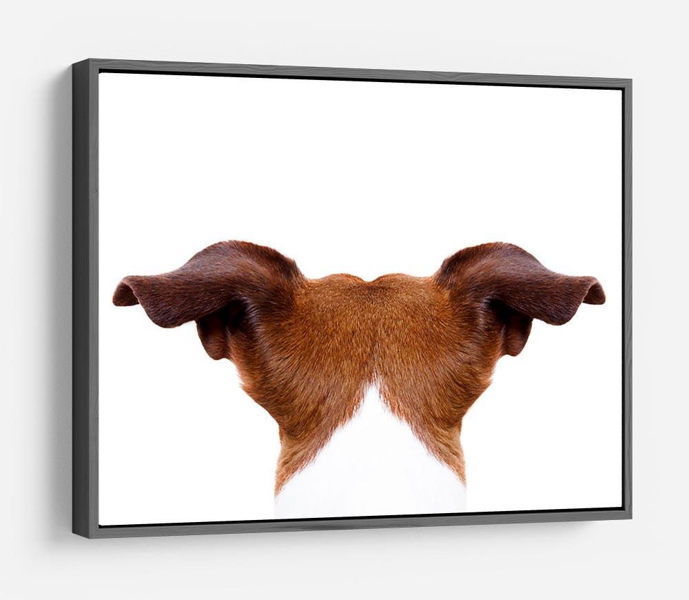 Jack russell dog looking and staring HD Metal Print - Canvas Art Rocks - 9