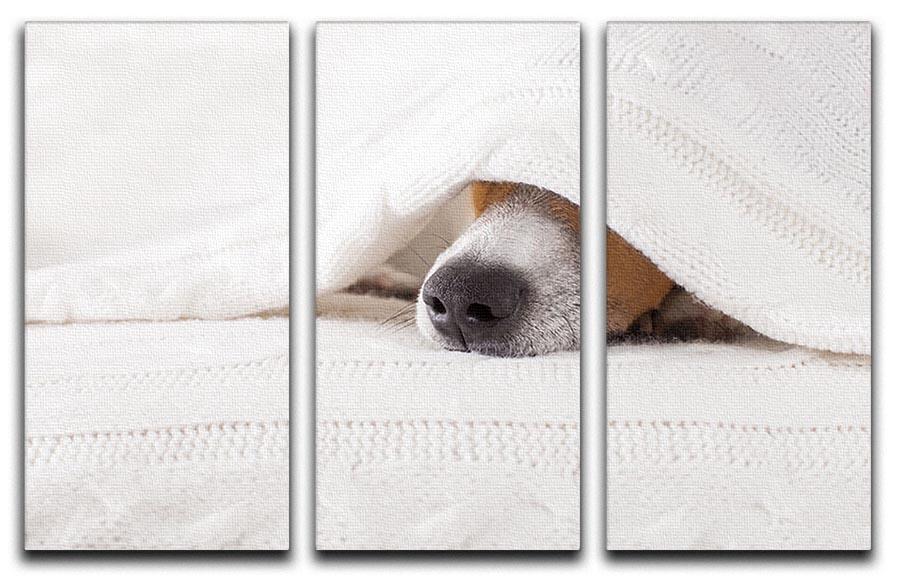 Jack russell dog sleeping under the blanket 3 Split Panel Canvas Print - Canvas Art Rocks - 1