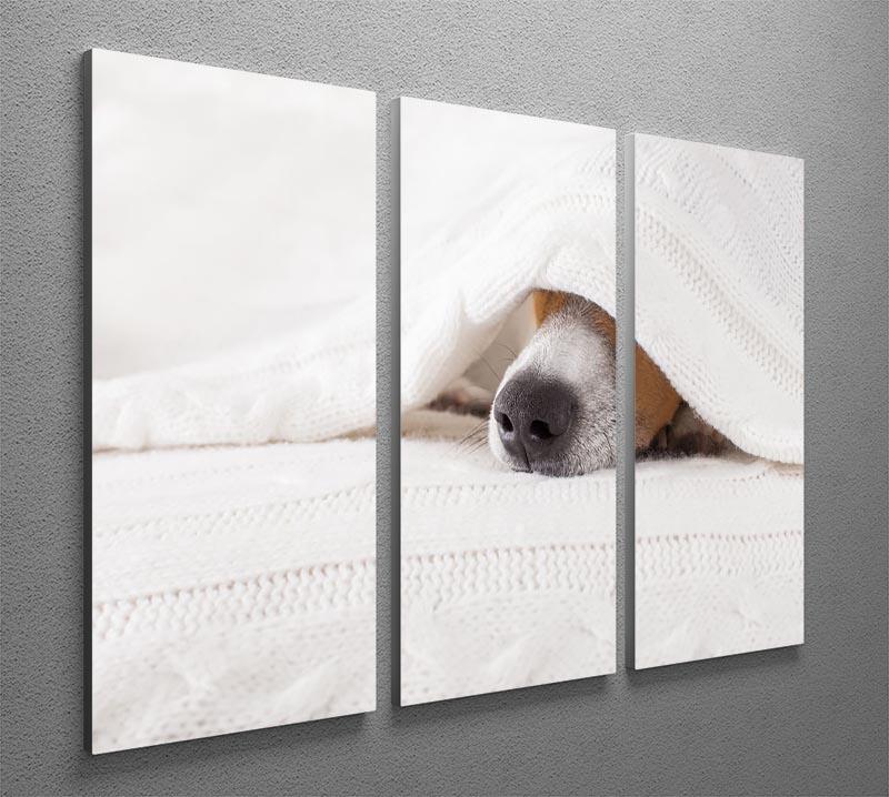 Jack russell dog sleeping under the blanket 3 Split Panel Canvas Print - Canvas Art Rocks - 2