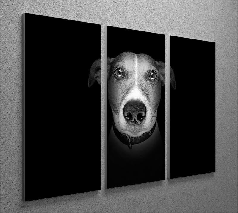 Jack russell terrier dog isolated on black dark background 3 Split Panel Canvas Print - Canvas Art Rocks - 2