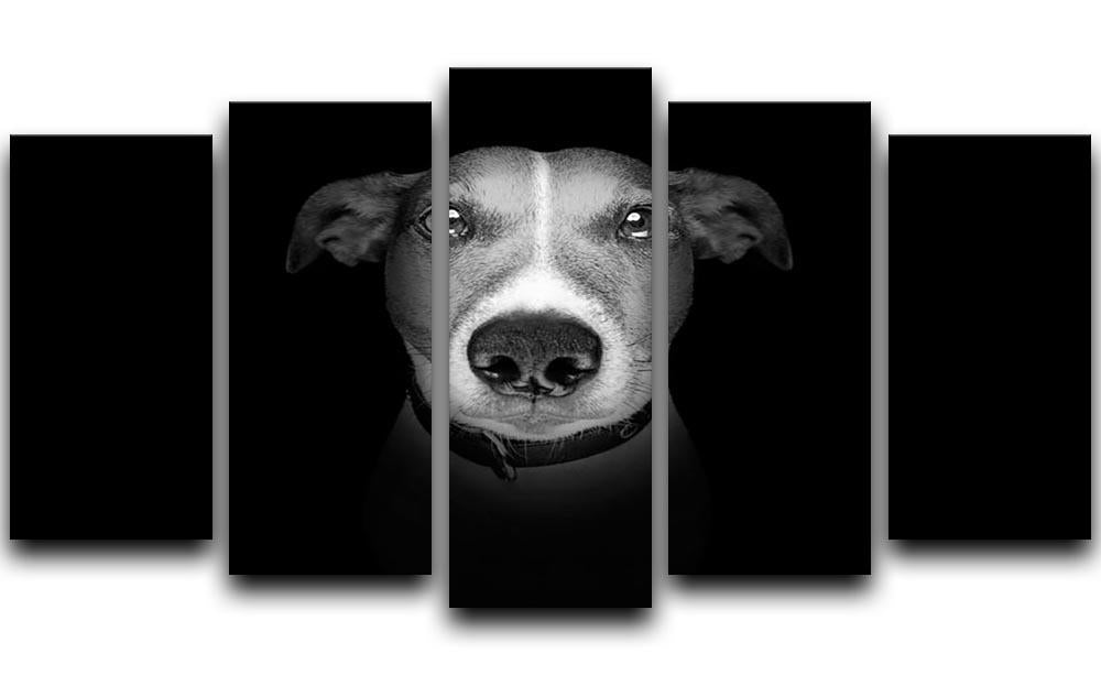 Jack russell terrier dog isolated on black dark background 5 Split Panel Canvas - Canvas Art Rocks - 1