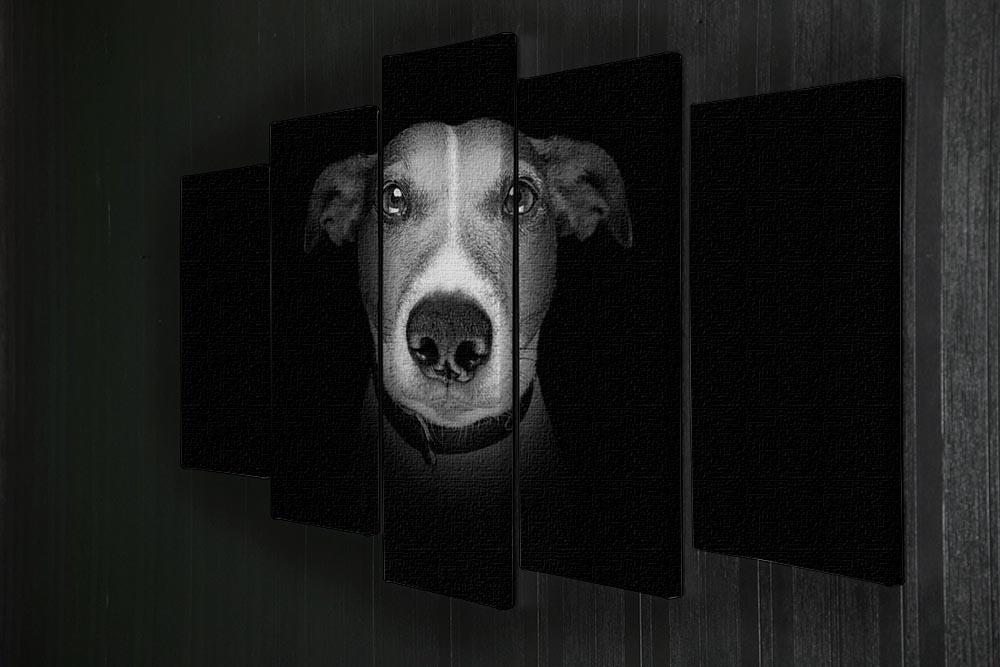 Jack russell terrier dog isolated on black dark background 5 Split Panel Canvas - Canvas Art Rocks - 2