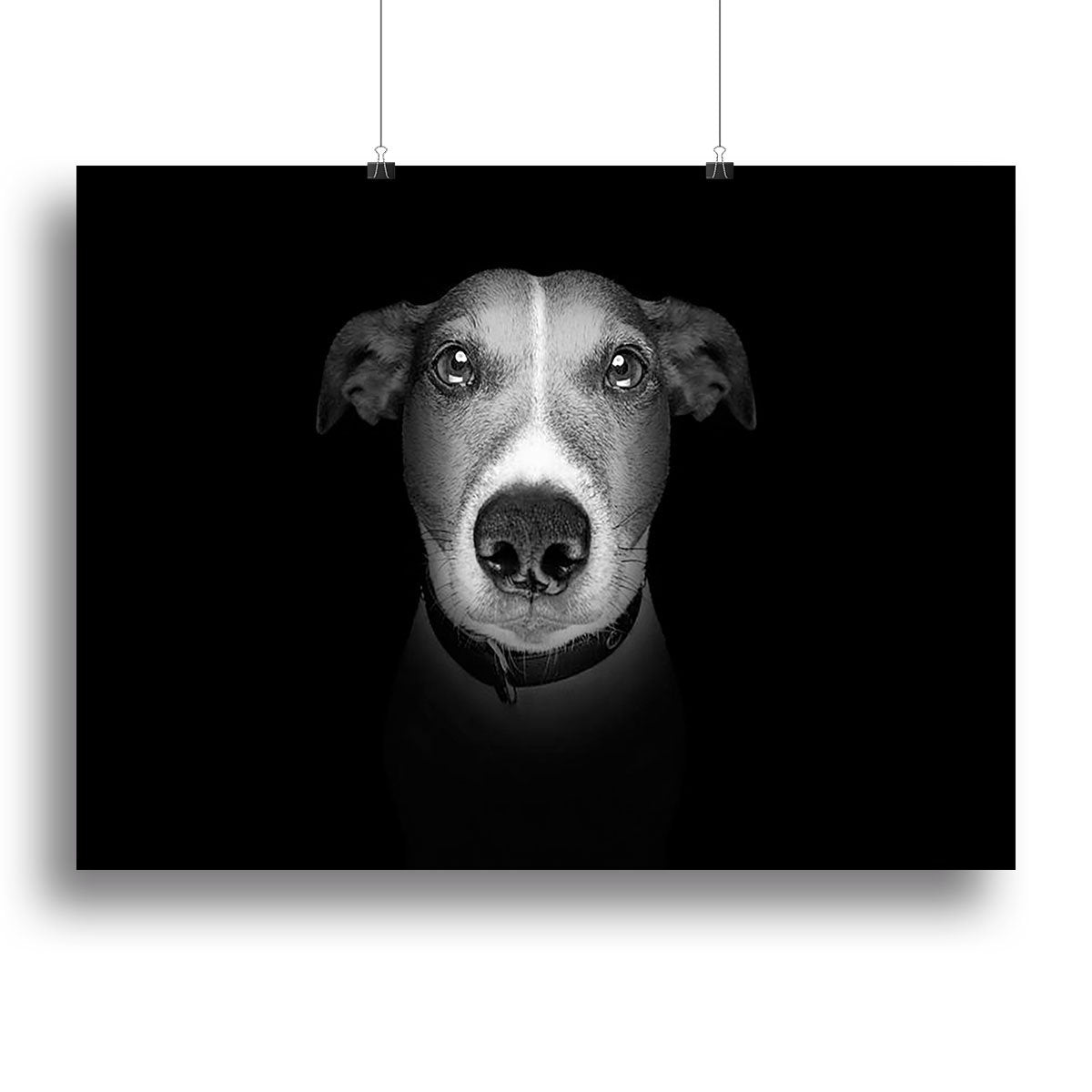 Jack russell terrier dog isolated on black dark background Canvas Print or Poster