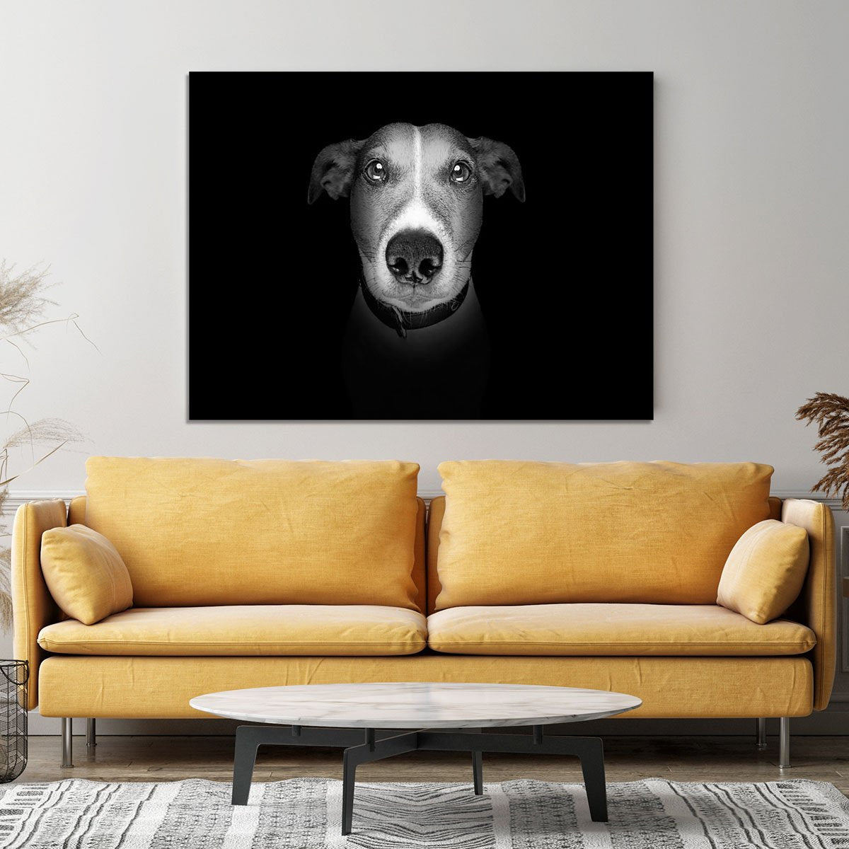 Jack russell terrier dog isolated on black dark background Canvas Print or Poster