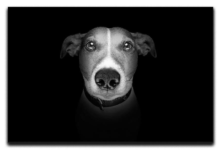 Jack russell terrier dog isolated on black dark background Canvas Print or Poster - Canvas Art Rocks - 1