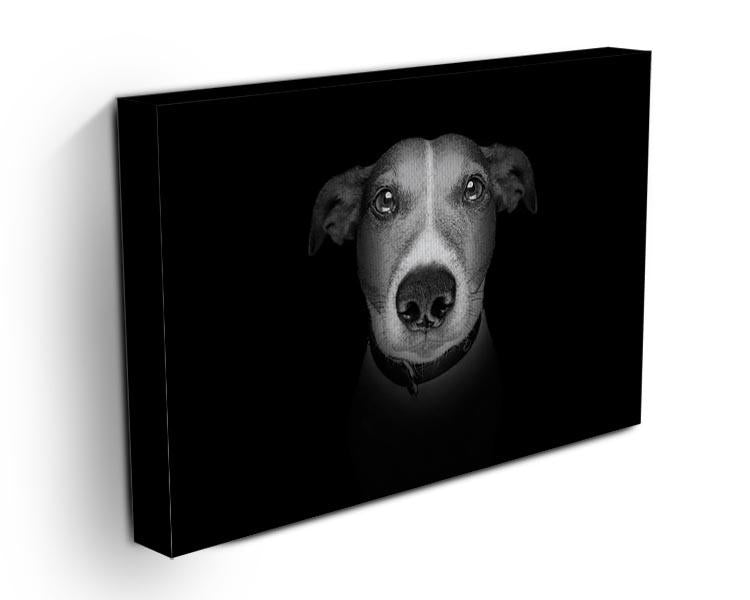 Jack russell terrier dog isolated on black dark background Canvas Print or Poster - Canvas Art Rocks - 3