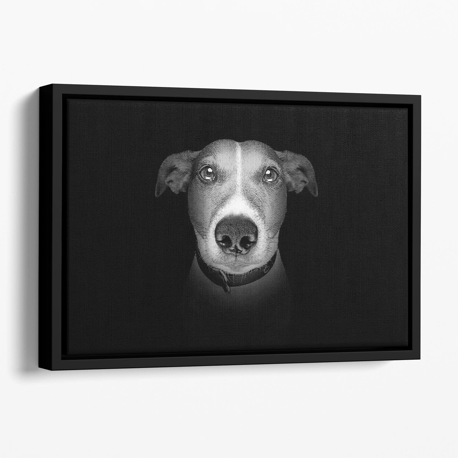 Jack russell terrier dog isolated on black dark background Floating Framed Canvas - Canvas Art Rocks - 1