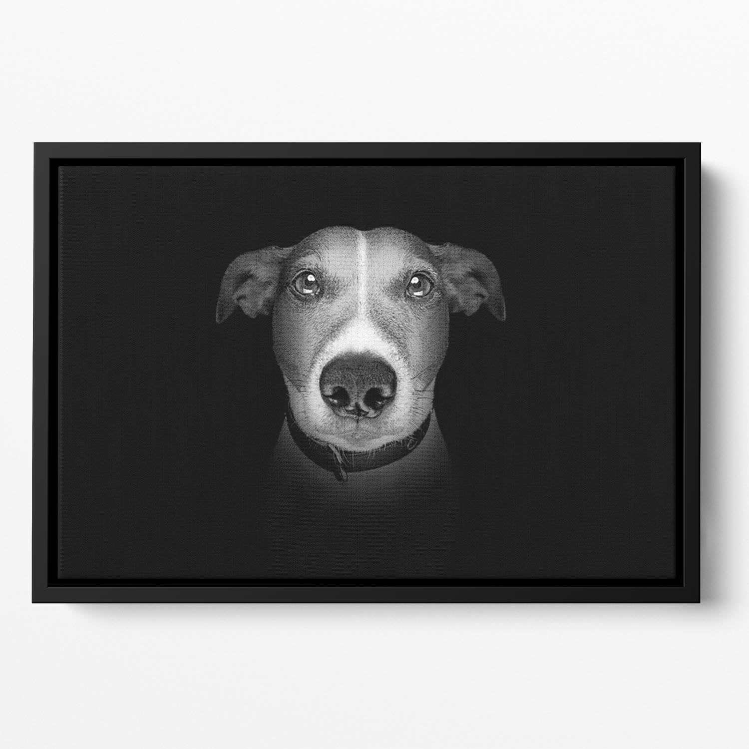 Jack russell terrier dog isolated on black dark background Floating Framed Canvas - Canvas Art Rocks - 2