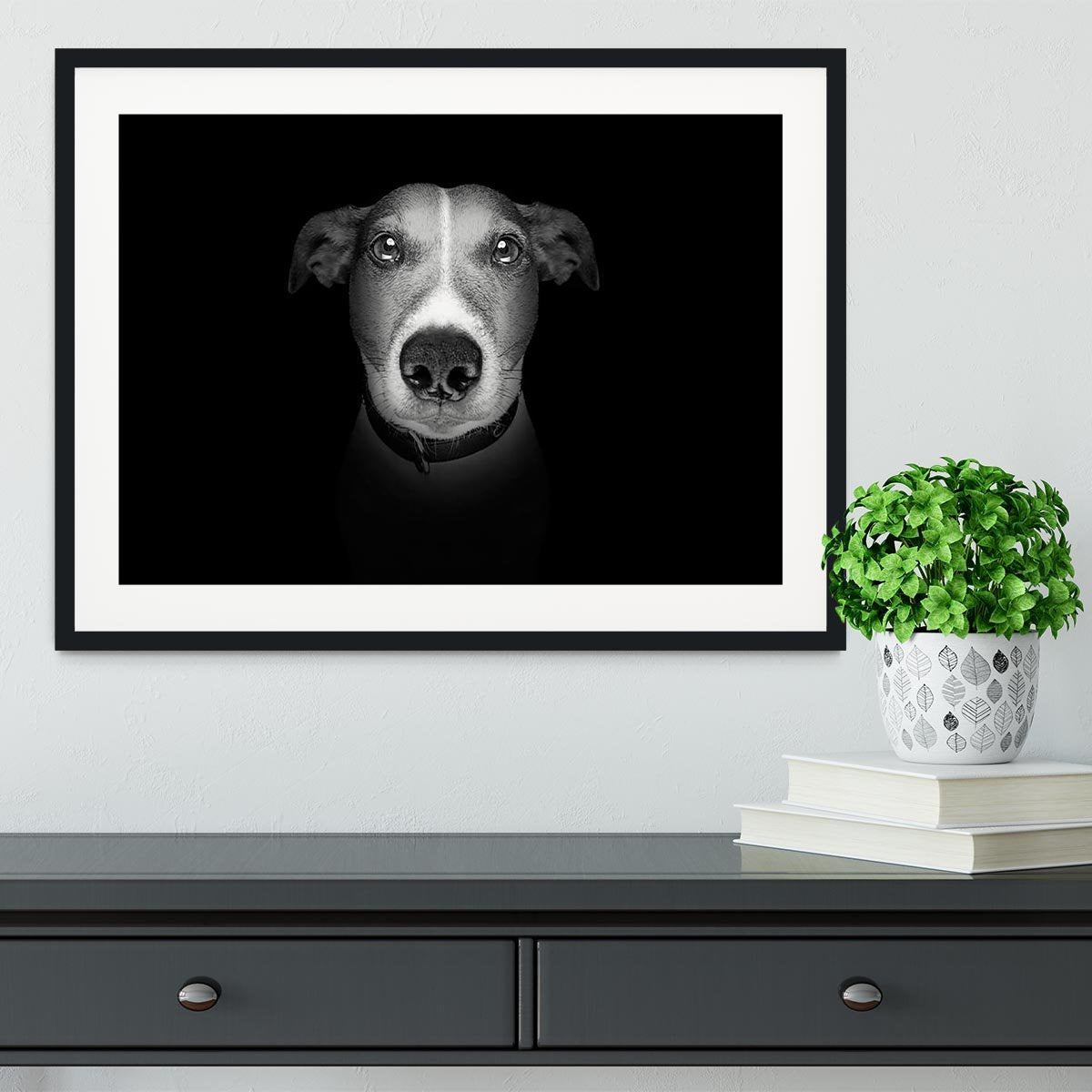 Jack russell terrier dog isolated on black dark background Framed Print - Canvas Art Rocks - 1