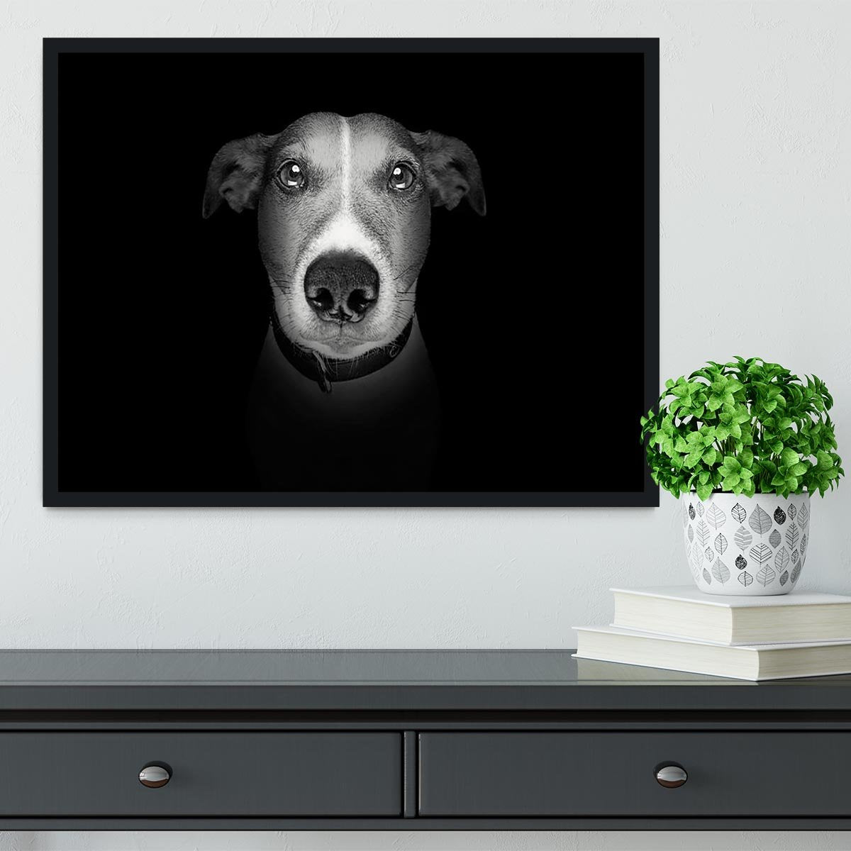 Jack russell terrier dog isolated on black dark background Framed Print - Canvas Art Rocks - 2