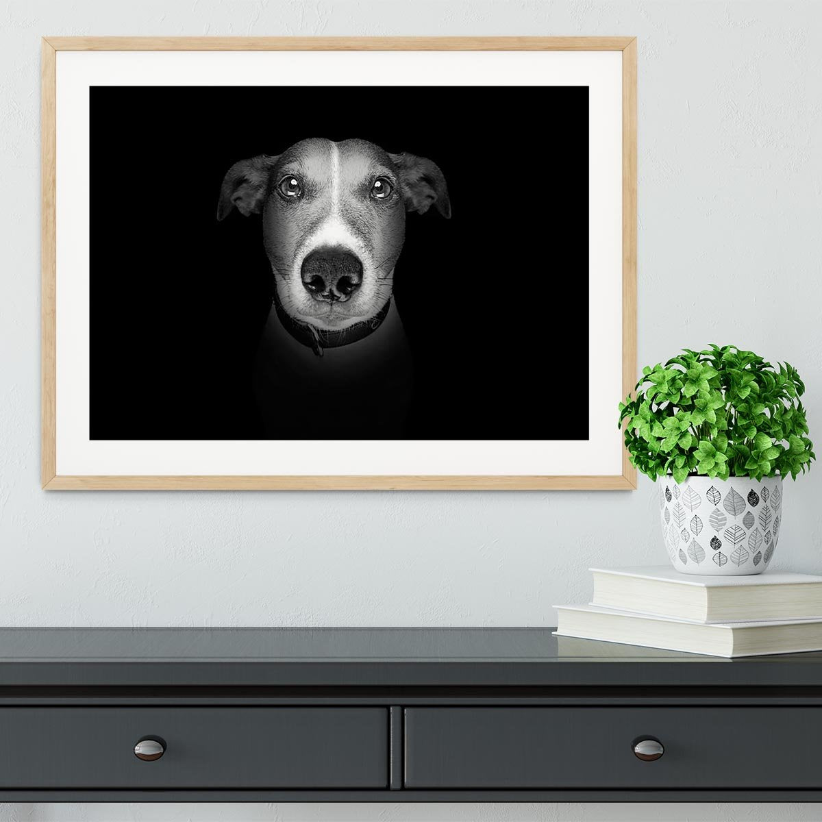 Jack russell terrier dog isolated on black dark background Framed Print - Canvas Art Rocks - 3