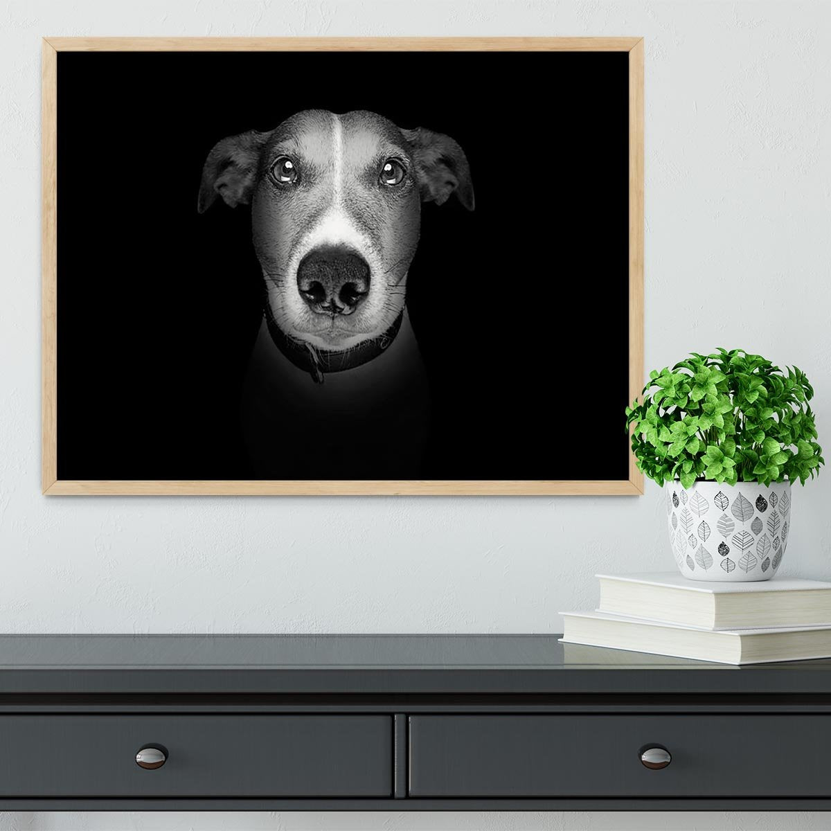 Jack russell terrier dog isolated on black dark background Framed Print - Canvas Art Rocks - 4