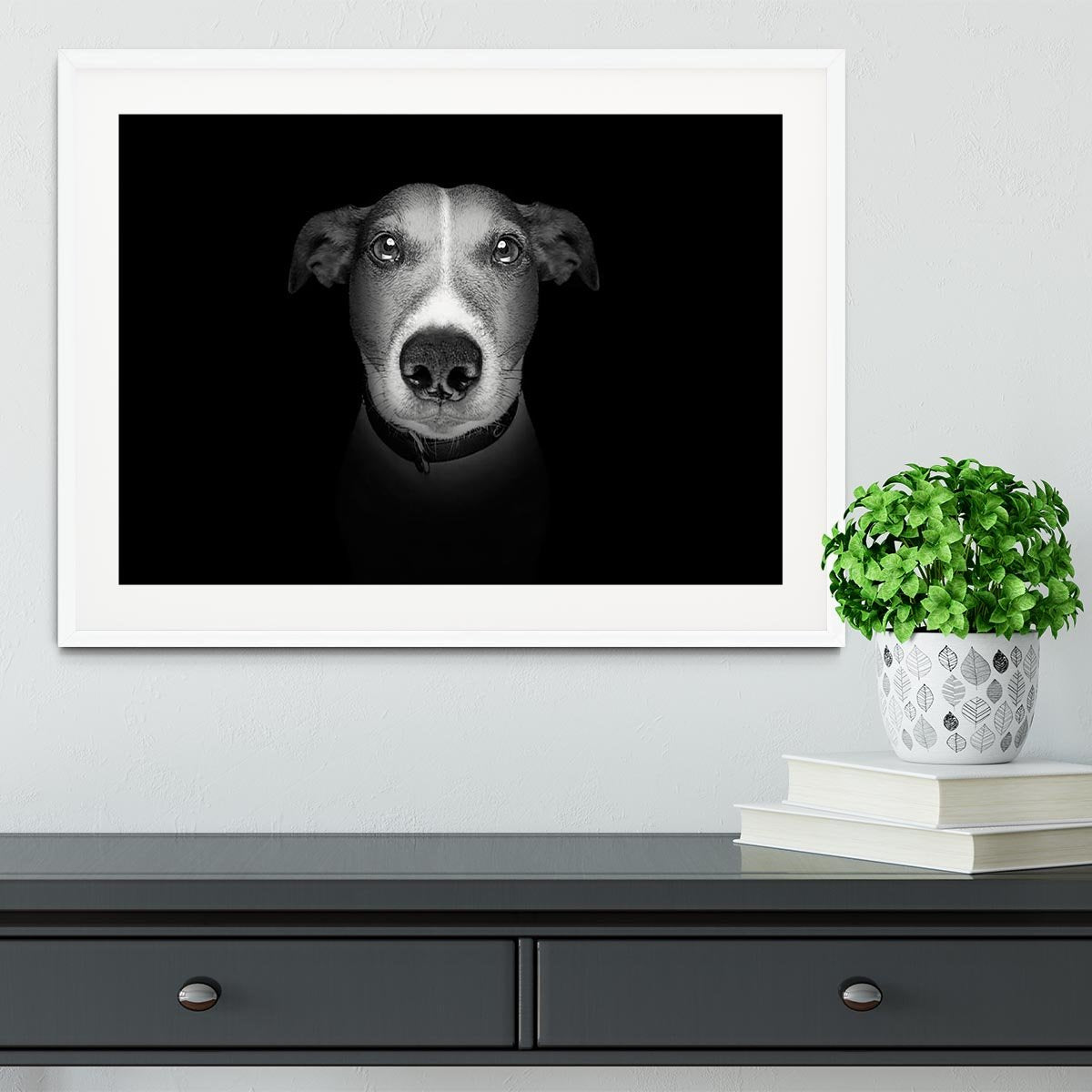 Jack russell terrier dog isolated on black dark background Framed Print - Canvas Art Rocks - 5