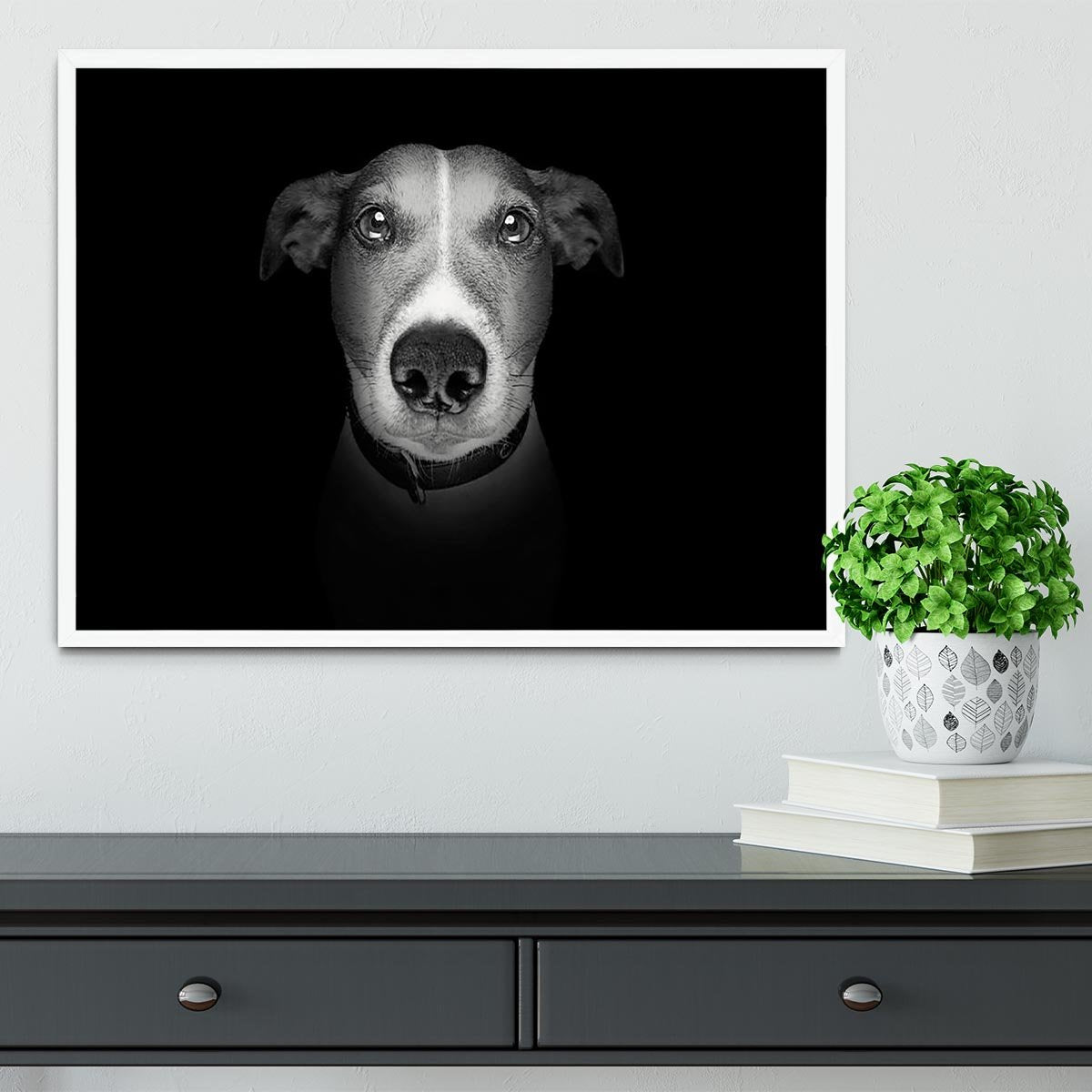 Jack russell terrier dog isolated on black dark background Framed Print - Canvas Art Rocks -6