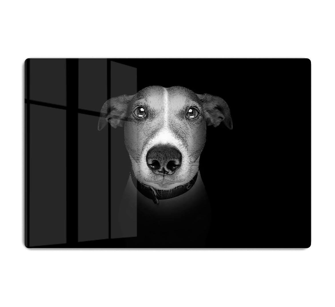Jack russell terrier dog isolated on black dark background HD Metal Print - Canvas Art Rocks - 1