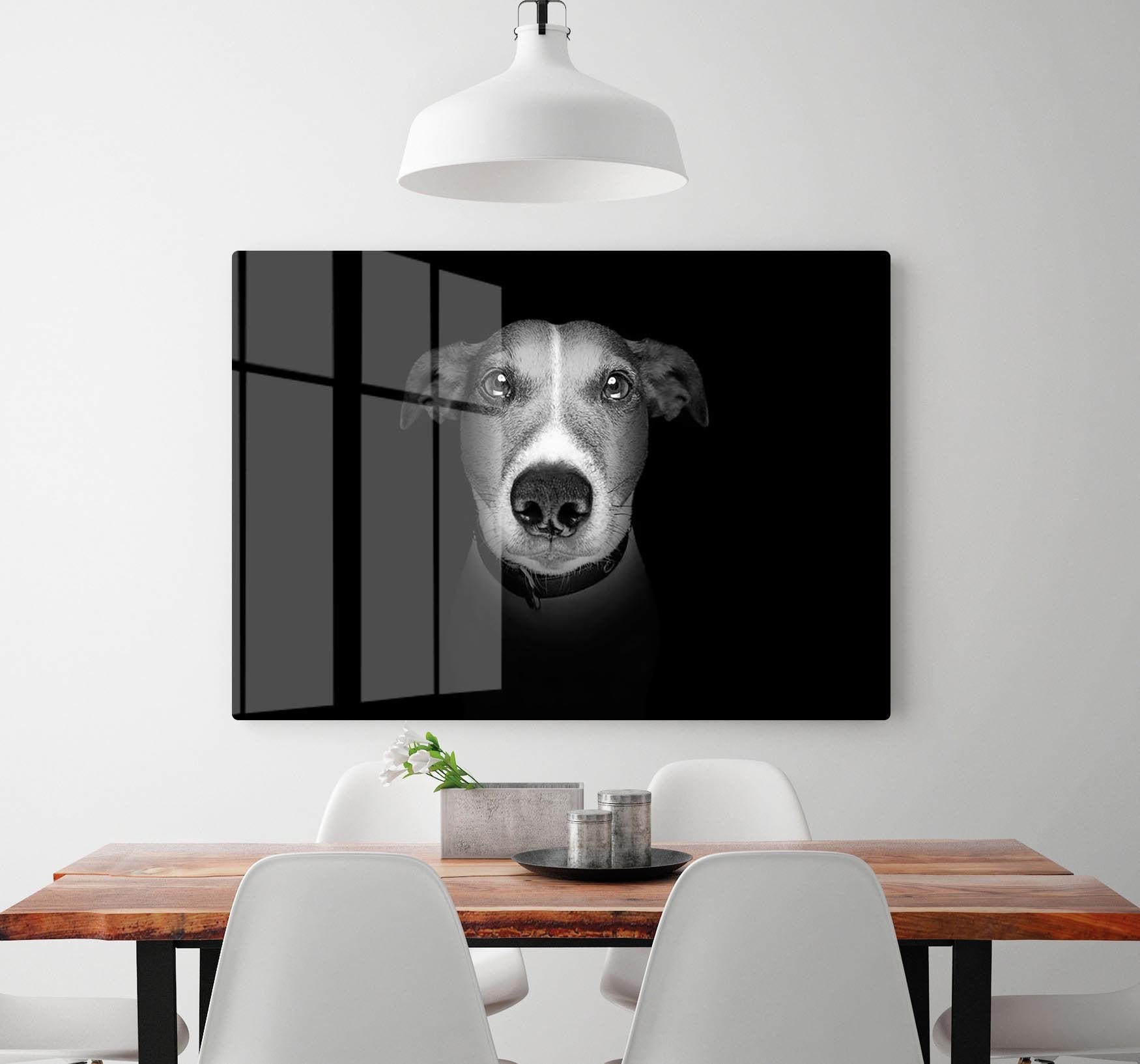 Jack russell terrier dog isolated on black dark background HD Metal Print - Canvas Art Rocks - 2