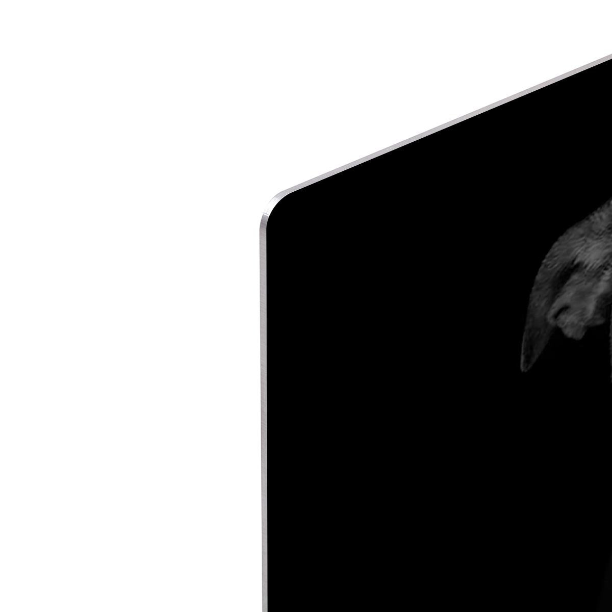 Jack russell terrier dog isolated on black dark background HD Metal Print - Canvas Art Rocks - 4