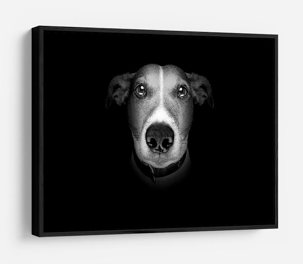 Jack russell terrier dog isolated on black dark background HD Metal Print - Canvas Art Rocks - 6