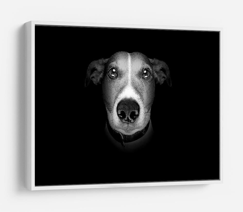 Jack russell terrier dog isolated on black dark background HD Metal Print - Canvas Art Rocks - 7