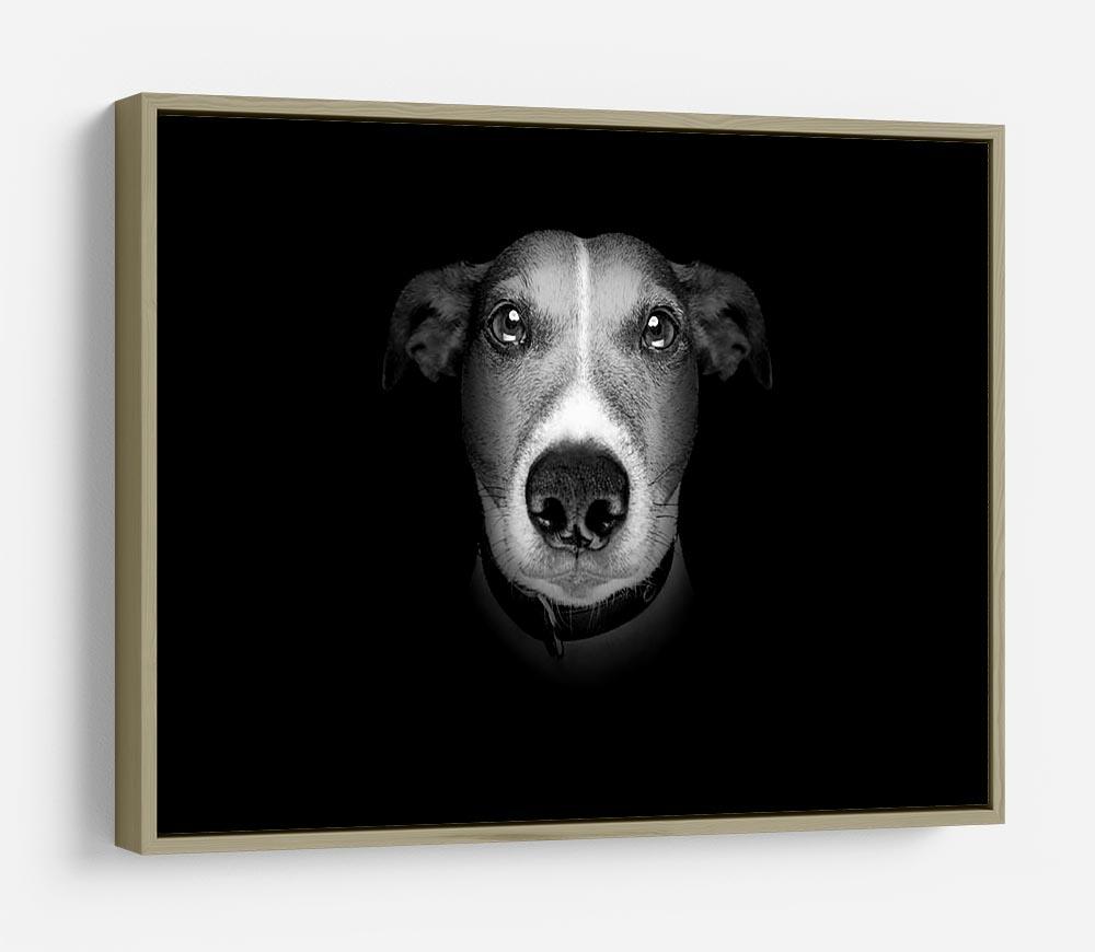 Jack russell terrier dog isolated on black dark background HD Metal Print - Canvas Art Rocks - 8