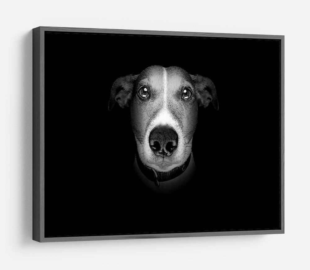 Jack russell terrier dog isolated on black dark background HD Metal Print - Canvas Art Rocks - 9