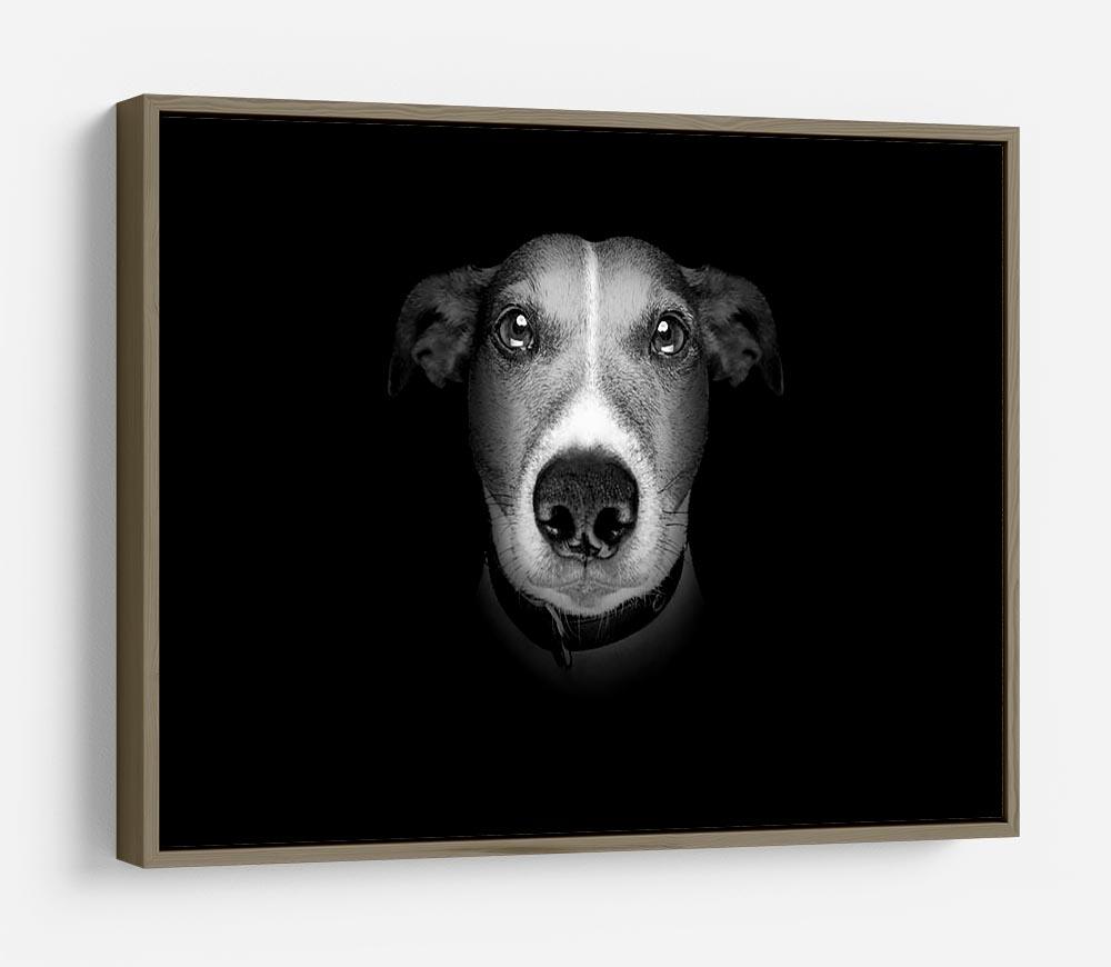 Jack russell terrier dog isolated on black dark background HD Metal Print - Canvas Art Rocks - 10