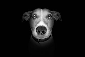 Jack russell terrier dog isolated on black dark background Wall Mural Wallpaper - Canvas Art Rocks - 1