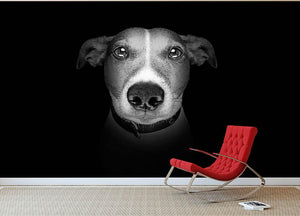 Jack russell terrier dog isolated on black dark background Wall Mural Wallpaper - Canvas Art Rocks - 2