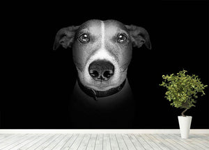 Jack russell terrier dog isolated on black dark background Wall Mural Wallpaper - Canvas Art Rocks - 4