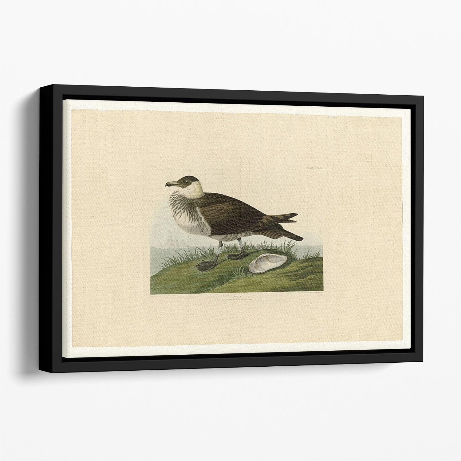 Jager by Audubon Floating Framed Canvas