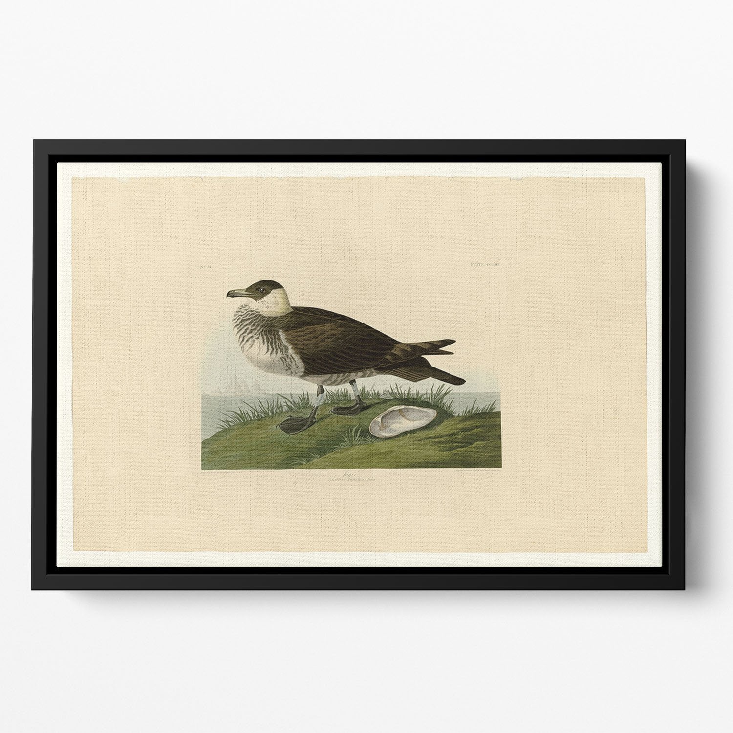 Jager by Audubon Floating Framed Canvas