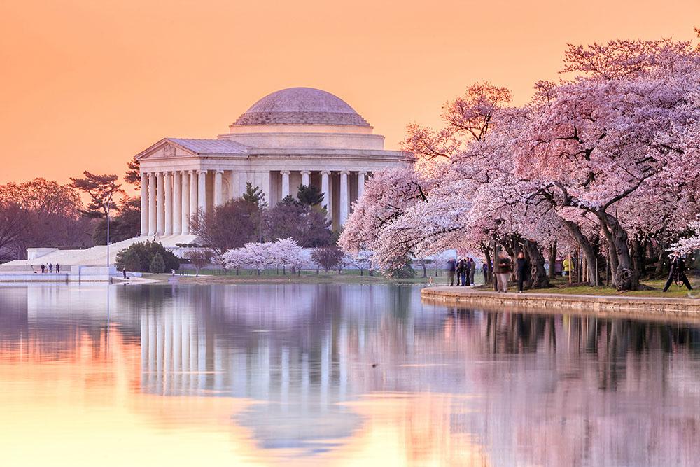 Jefferson Memorial during the Cherry Blossom Festival Wall Mural Wallpaper - Canvas Art Rocks - 1