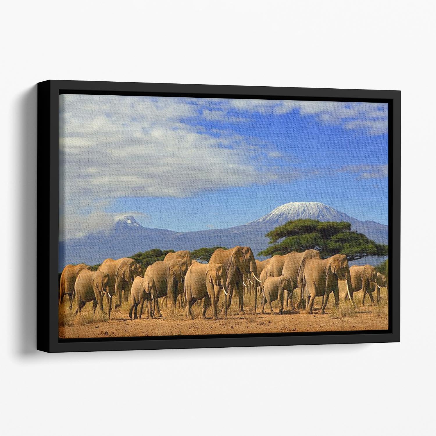 Kilimanjaro And Elephants Floating Framed Canvas - Canvas Art Rocks - 1