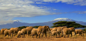 Kilimanjaro And Elephants Wall Mural Wallpaper - Canvas Art Rocks - 1