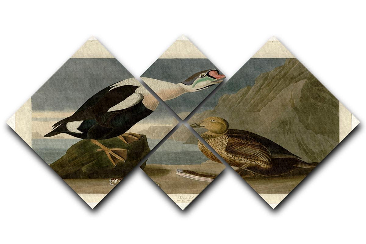 King Duck by Audubon 4 Square Multi Panel Canvas - Canvas Art Rocks - 1