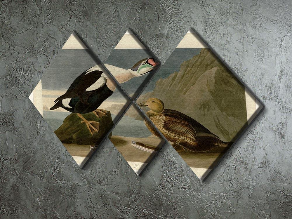 King Duck by Audubon 4 Square Multi Panel Canvas - Canvas Art Rocks - 2