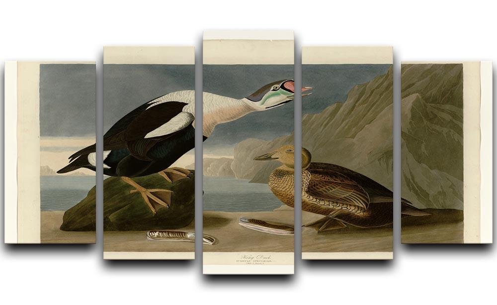 King Duck by Audubon 5 Split Panel Canvas - Canvas Art Rocks - 1
