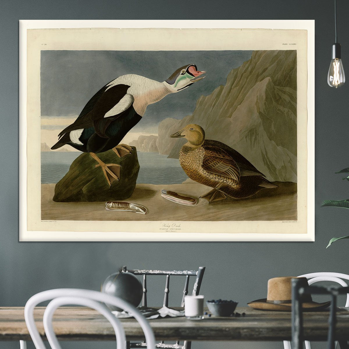 King Duck by Audubon Canvas Print or Poster
