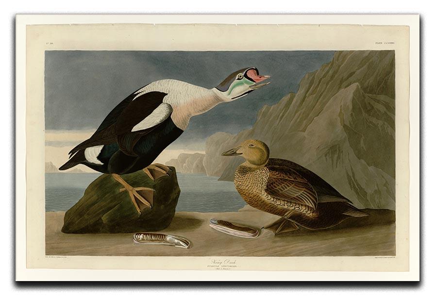 King Duck by Audubon Canvas Print or Poster - Canvas Art Rocks - 1