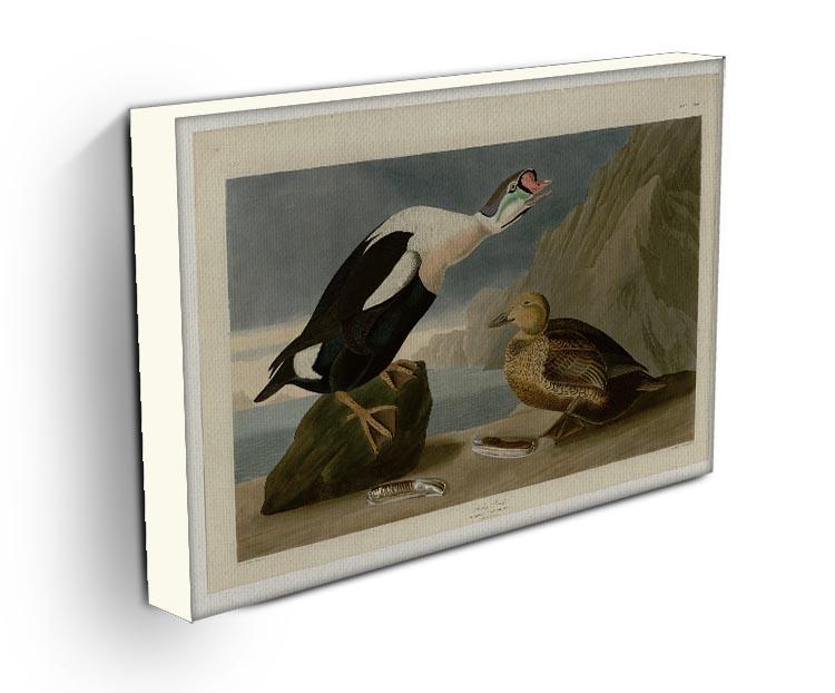 King Duck by Audubon Canvas Print or Poster - Canvas Art Rocks - 3