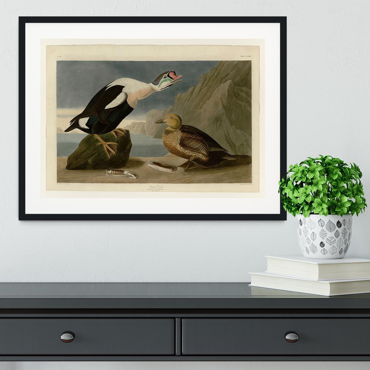 King Duck by Audubon Framed Print - Canvas Art Rocks - 1