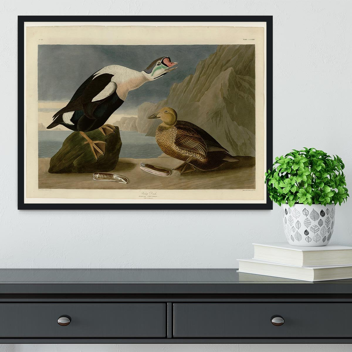 King Duck by Audubon Framed Print - Canvas Art Rocks - 2