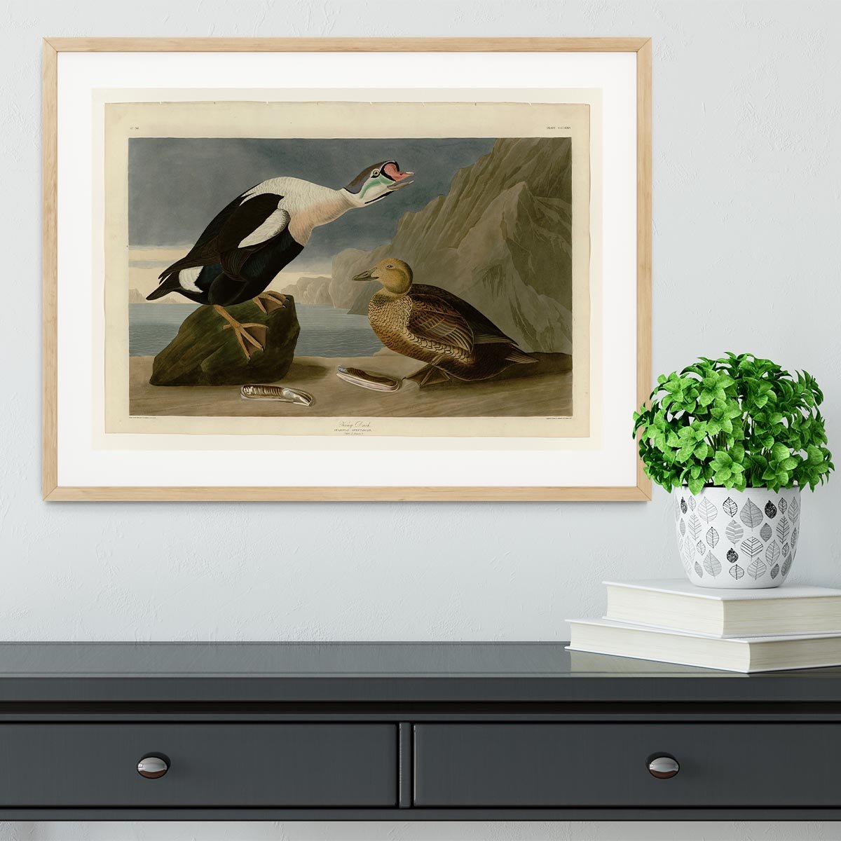 King Duck by Audubon Framed Print - Canvas Art Rocks - 3