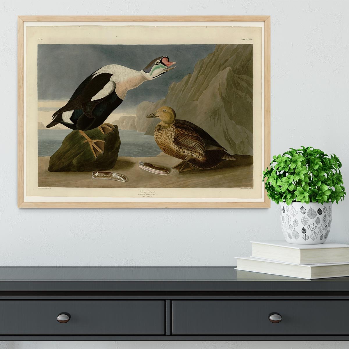 King Duck by Audubon Framed Print - Canvas Art Rocks - 4