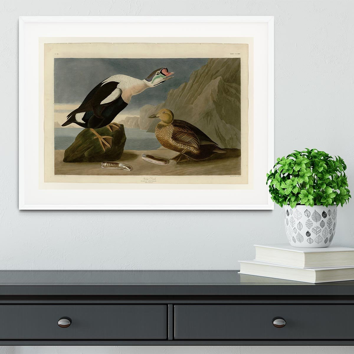 King Duck by Audubon Framed Print - Canvas Art Rocks - 5