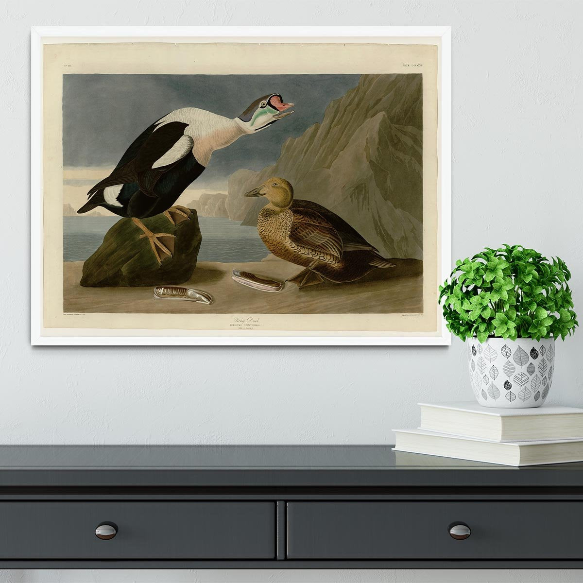 King Duck by Audubon Framed Print - Canvas Art Rocks -6