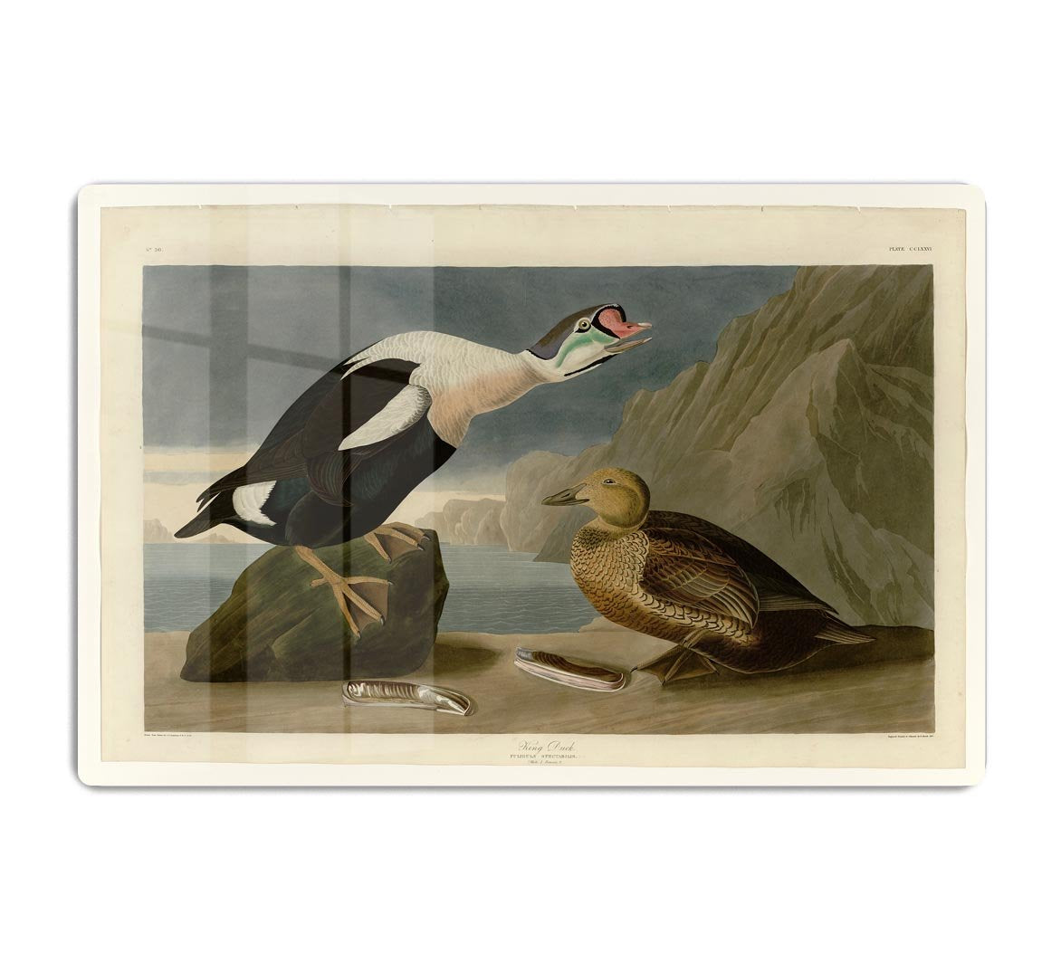 King Duck by Audubon HD Metal Print - Canvas Art Rocks - 1