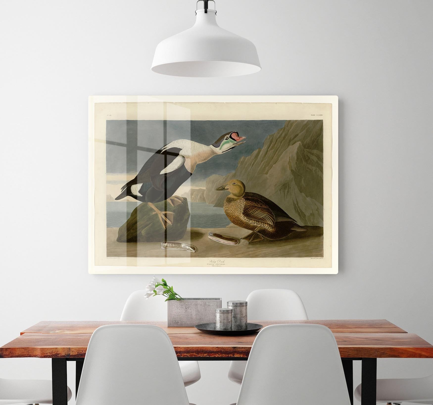 King Duck by Audubon HD Metal Print - Canvas Art Rocks - 2